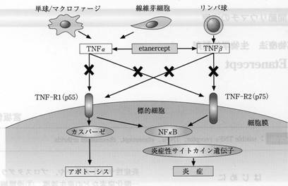 サイトカイン 炎症 性